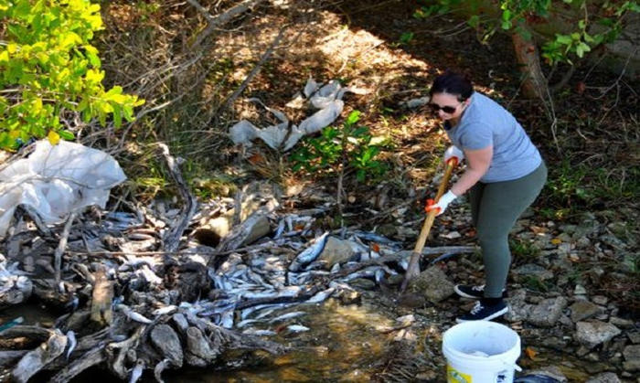 Picture 9 of The process of collecting fish dies due to algal blooms in Florida