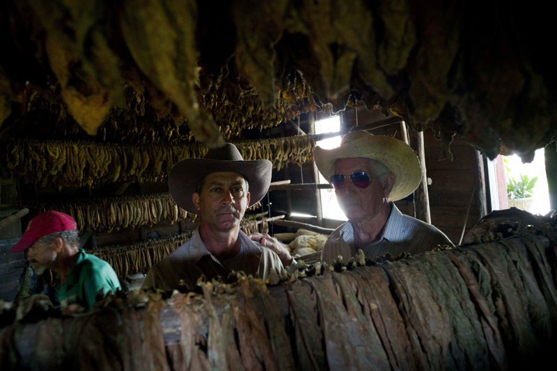 Picture 10 of The process of producing famous cigars in Cuba