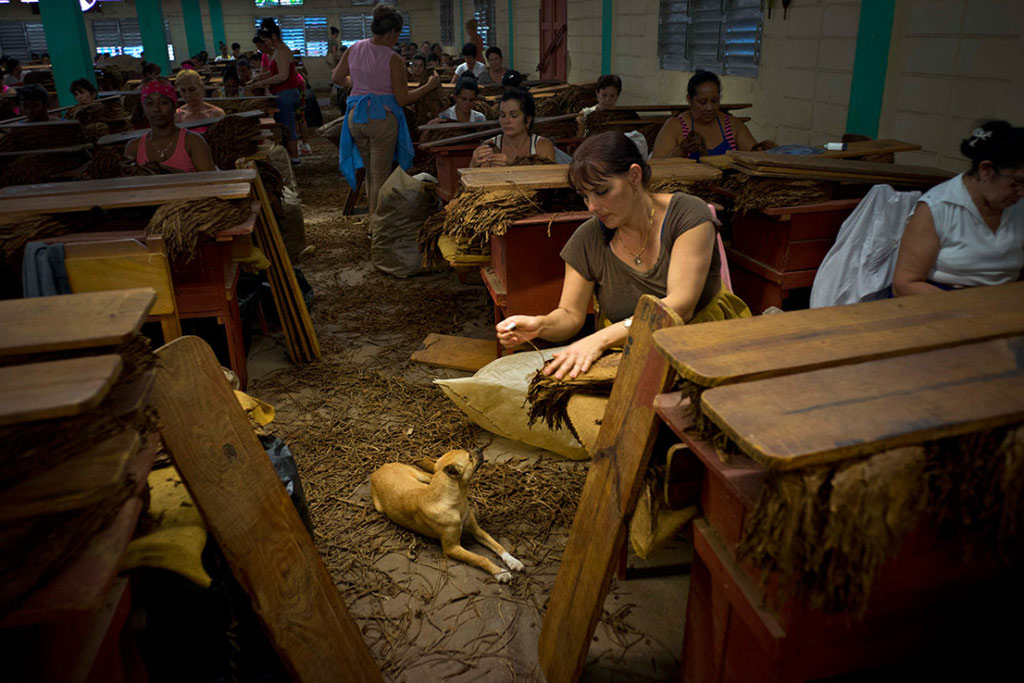 Picture 11 of The process of producing famous cigars in Cuba