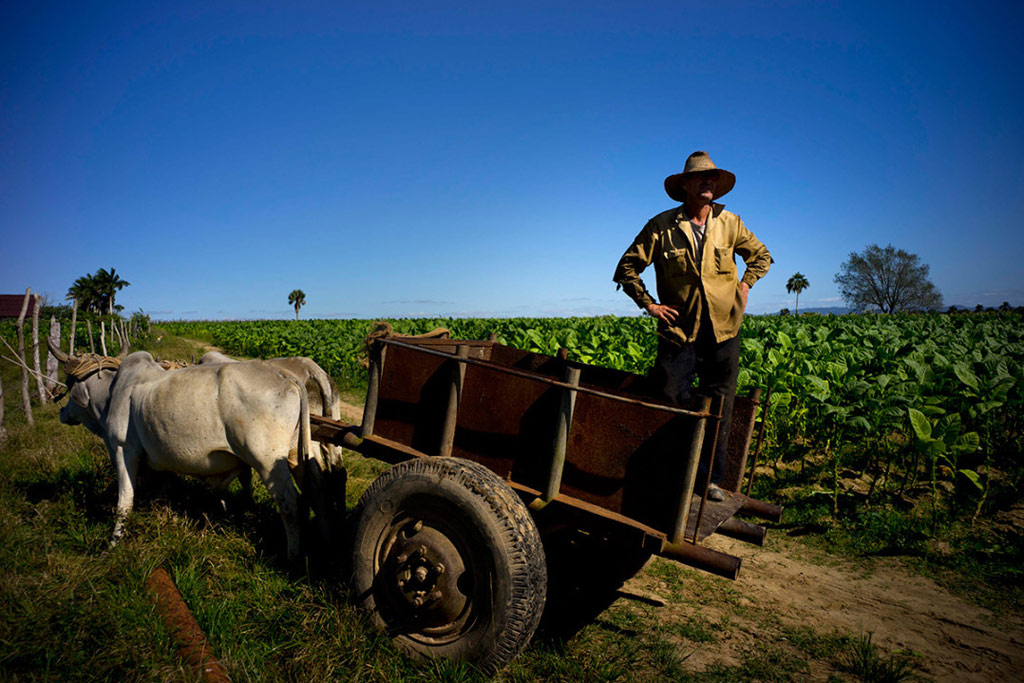 Picture 14 of The process of producing famous cigars in Cuba