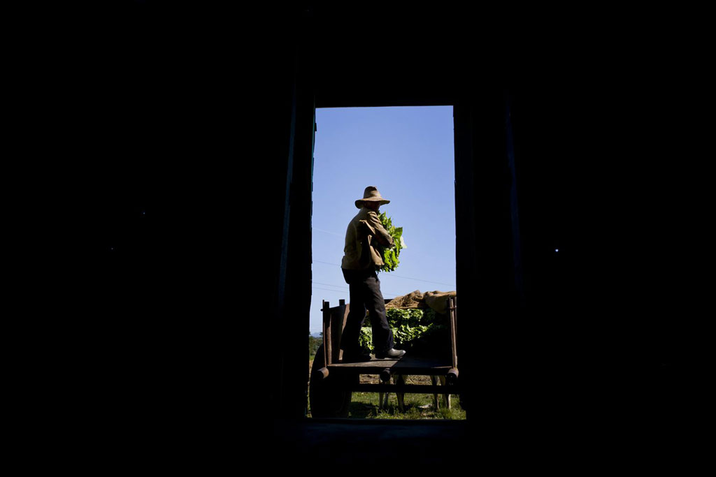 Picture 7 of The process of producing famous cigars in Cuba