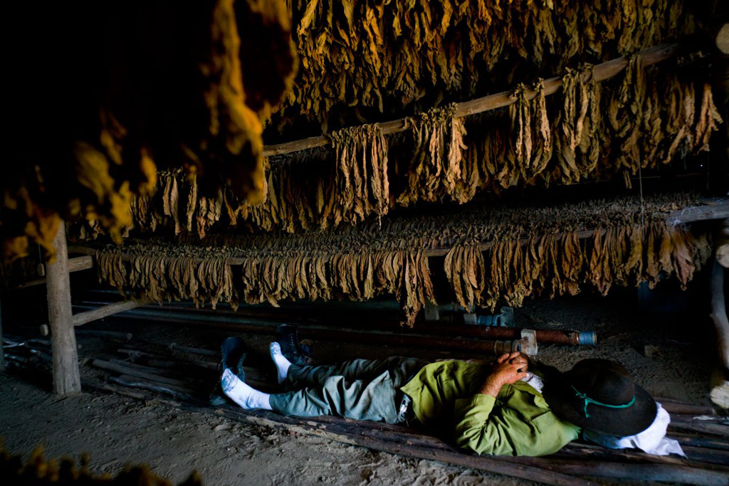 Picture 8 of The process of producing famous cigars in Cuba