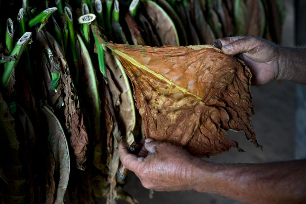 Picture 9 of The process of producing famous cigars in Cuba
