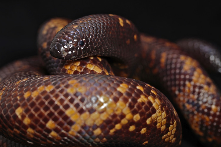 Picture 1 of The python has a hard skin like armor