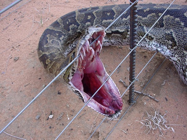 Picture 3 of The pythons born were decided into giant monsters