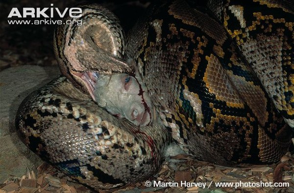 Picture 4 of The pythons born were decided into giant monsters