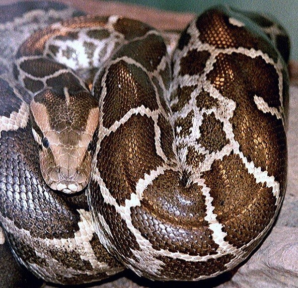 Picture 5 of The pythons born were decided into giant monsters