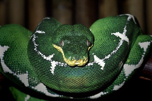 Picture 6 of The pythons born were decided into giant monsters