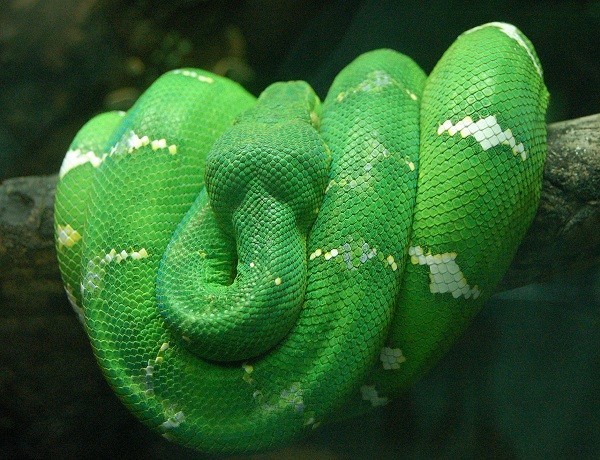 Picture 7 of The pythons born were decided into giant monsters