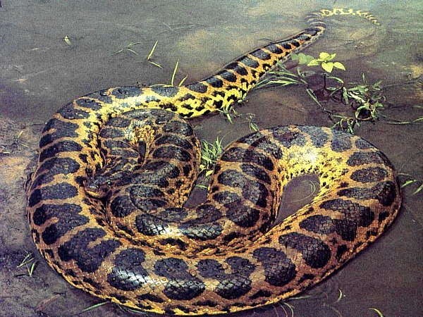 Picture 8 of The pythons born were decided into giant monsters