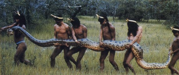 Picture 9 of The pythons born were decided into giant monsters
