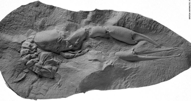 Picture 10 of The quest for the forest 280 million years ago in Antarctica