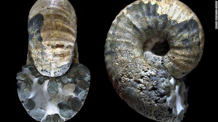 Picture 6 of The quest for the forest 280 million years ago in Antarctica
