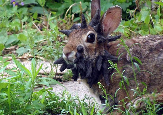 Picture 1 of The rabbit 'monster' grows horny all over his head