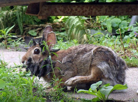 Picture 2 of The rabbit 'monster' grows horny all over his head