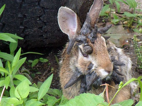 Picture 3 of The rabbit 'monster' grows horny all over his head