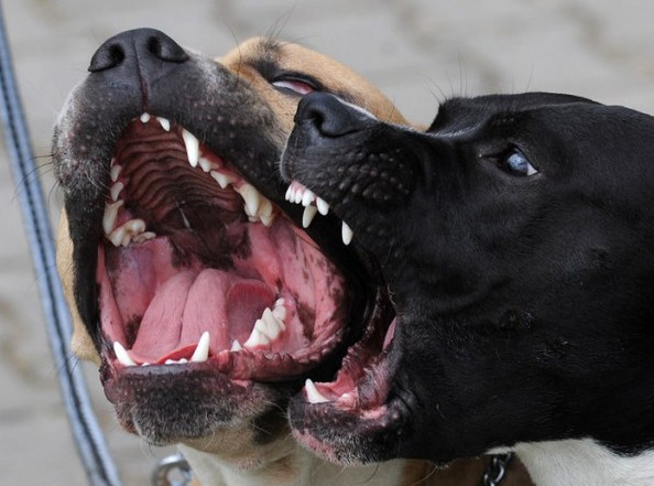 Picture 1 of The race 'see who is the best' in the animal kingdom