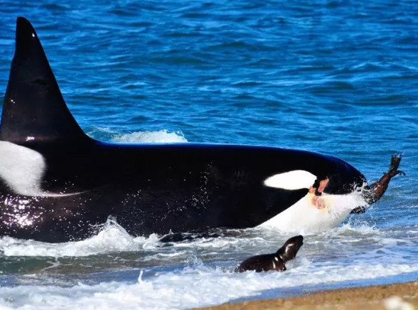 Picture 6 of The race 'see who is the best' in the animal kingdom