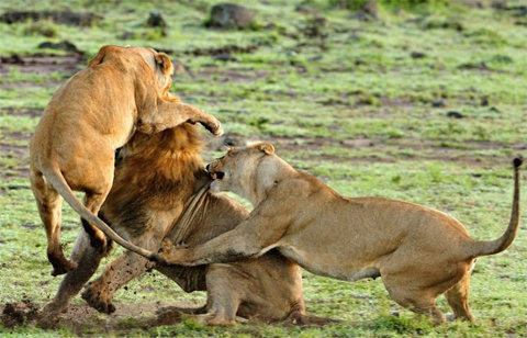 Picture 11 of The rage of the herd