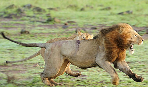 Picture 12 of The rage of the herd