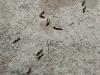 Picture 1 of The raging worms, signs of environmental pollution