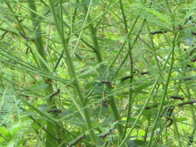 Picture 2 of The raging worms, signs of environmental pollution