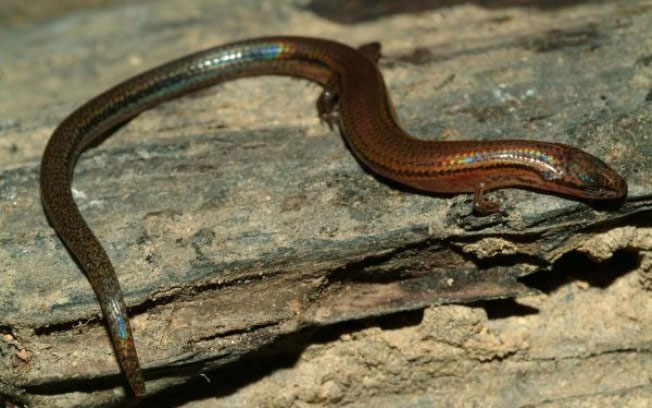 Picture 1 of The 'rainbow' lizard appears in Cambodia