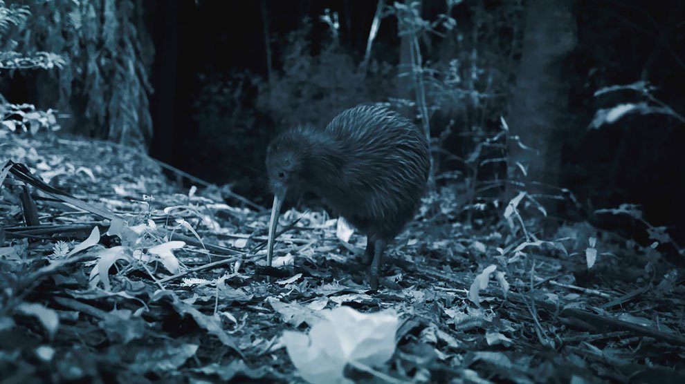 Picture 6 of The rare animals in New Zealand