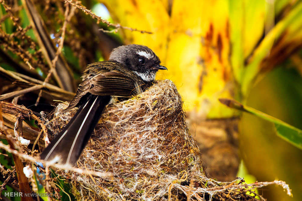 Picture 7 of The rare animals in New Zealand