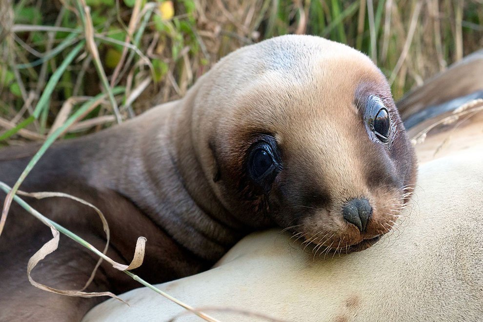 Picture 8 of The rare animals in New Zealand