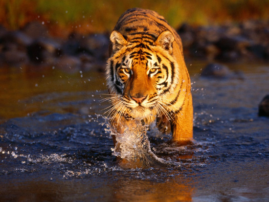 Picture 1 of The rare Bengal tiger is threatened with extinction