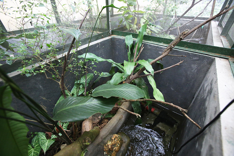 Picture 1 of The rare lizard has a crocodile shape
