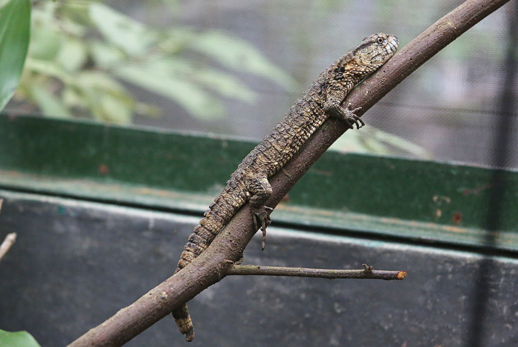 Picture 2 of The rare lizard has a crocodile shape