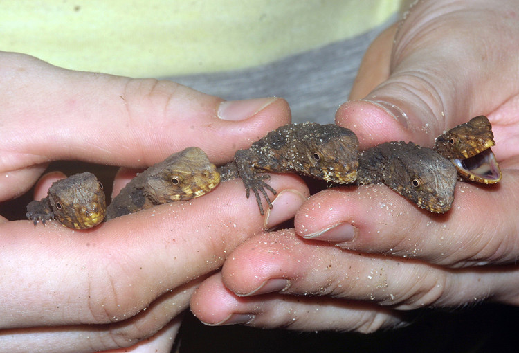Picture 3 of The rare lizard has a crocodile shape