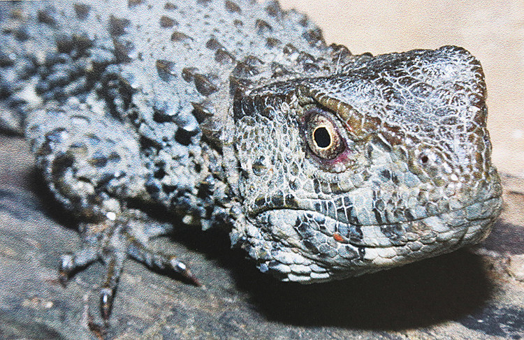 Picture 4 of The rare lizard has a crocodile shape
