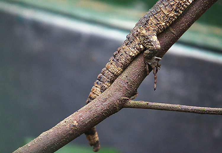 Picture 5 of The rare lizard has a crocodile shape