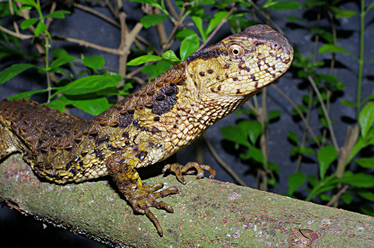 Picture 6 of The rare lizard has a crocodile shape