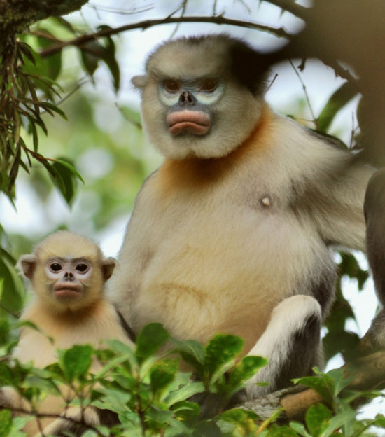 Picture 5 of The rare species of langurs in Vietnam