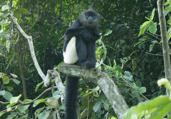 Picture 6 of The rare species of langurs in Vietnam