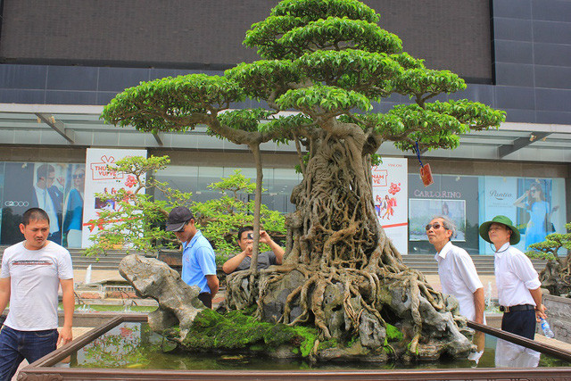 Picture 1 of The rare 'super bonsai' silver billions in Vietnam