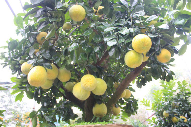 Picture 10 of The rare 'super bonsai' silver billions in Vietnam