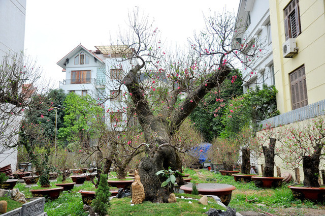Picture 11 of The rare 'super bonsai' silver billions in Vietnam