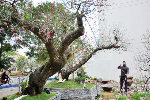 Picture 12 of The rare 'super bonsai' silver billions in Vietnam