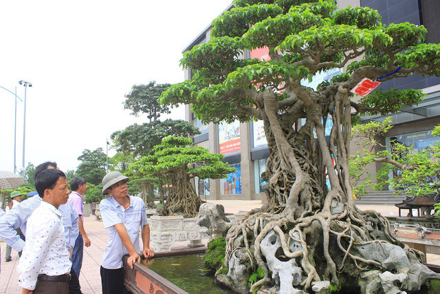 Picture 2 of The rare 'super bonsai' silver billions in Vietnam