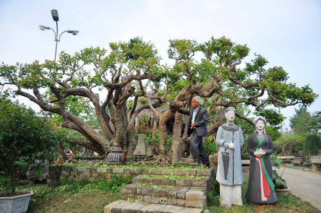 Picture 3 of The rare 'super bonsai' silver billions in Vietnam