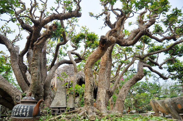 Picture 4 of The rare 'super bonsai' silver billions in Vietnam