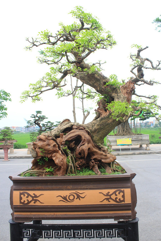 Picture 6 of The rare 'super bonsai' silver billions in Vietnam