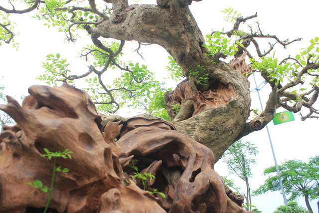 Picture 7 of The rare 'super bonsai' silver billions in Vietnam