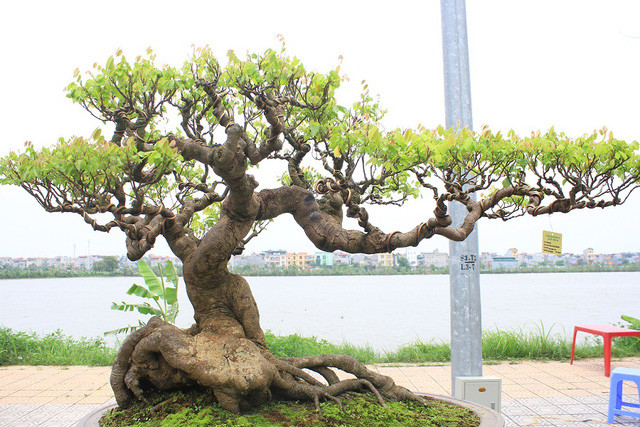 Picture 8 of The rare 'super bonsai' silver billions in Vietnam