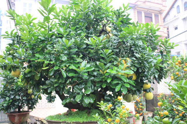 Picture 9 of The rare 'super bonsai' silver billions in Vietnam